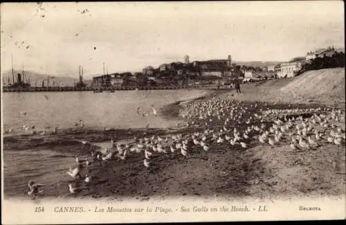 Ak Cannes Alpes Maritimes, Les Mouettes sur la Plage