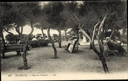 Ak Biarritz Pyrénées Atlantiques, Unter den Tamaris