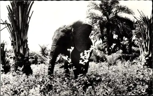 Ak Brazzaville Französisch-Kongo, Elefant