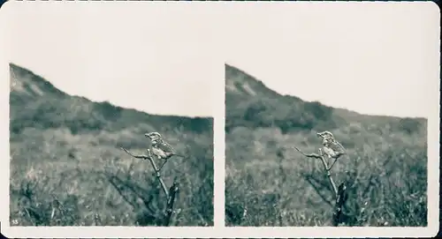 25 Stereo Fotos, Set, Wald, Bäume, Vögel, diverse Ansichten