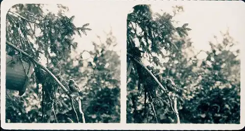 25 Stereo Fotos, Set, Wald, Bäume, Vögel, diverse Ansichten