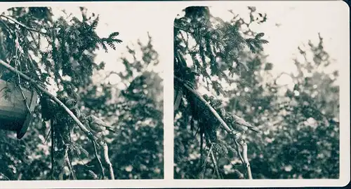 25 Stereo Fotos, Set, Wald, Bäume, Vögel, diverse Ansichten