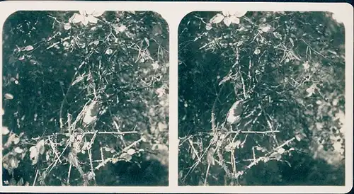 25 Stereo Fotos, Set, Wald, Bäume, Vögel, diverse Ansichten