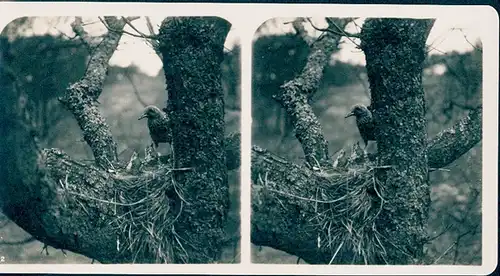 25 Stereo Fotos, Set, Wald, Bäume, Vögel, diverse Ansichten