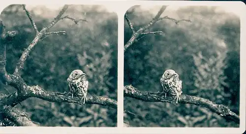 25 Stereo Fotos, Set, Wald, Bäume, Vögel, diverse Ansichten