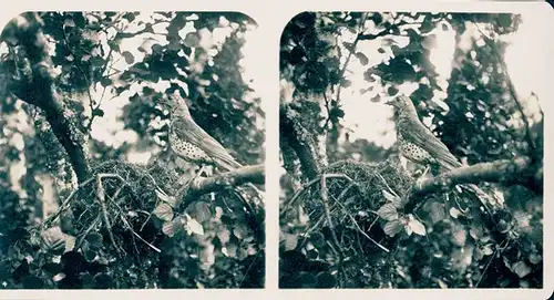 25 Stereo Fotos, Set, Wald, Bäume, Vögel, diverse Ansichten