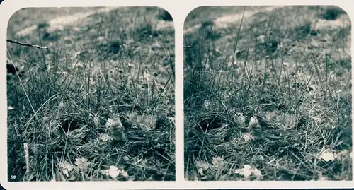 25 Stereo Fotos, Set, Gebäude, Bäume, Vögel, diverse Ansichten