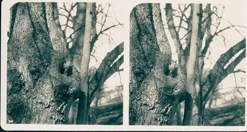 25 Stereo Fotos, Set, Gebäude, Bäume, Vögel, diverse Ansichten