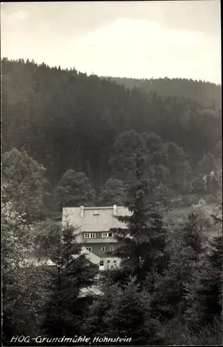 Ak Hohnstein Sächsische Schweiz, HOG Grundmühle, Wald