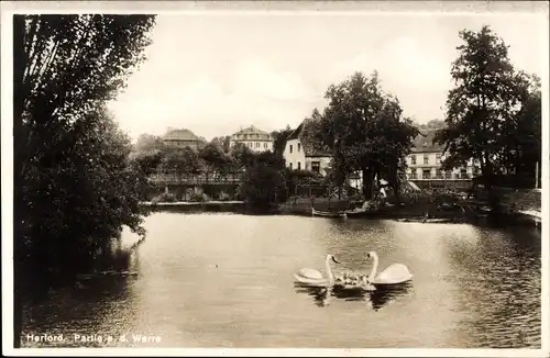 Ak Herford in Westfalen, An der Werra, Schwäne