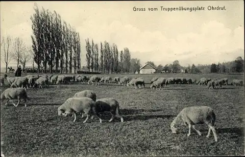 Ak Ohrdruf in Thüringen, Truppenübungsplatz, Schafe