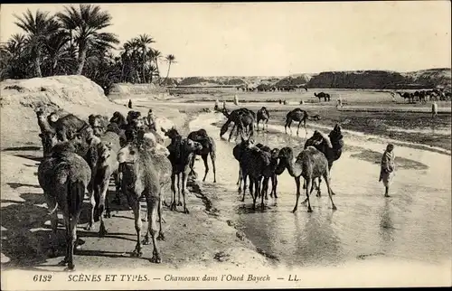 Ak Maghreb, Szenen und Typen, Kamele in Oued Bayech