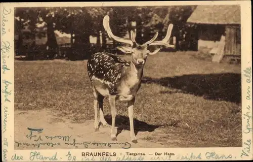 Ak Braunfels an der Lahn, Tiergarten, Der Hans