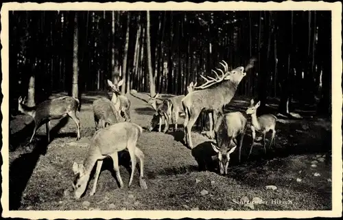 Ak Moritzburg in Sachsen, Jagdschloss, Wildpark mit Rot, Dam und Schwarzwild