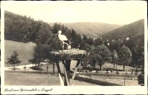 Ak Bärenfels Altenberg im Erzgebirge, Storchennest, Storch