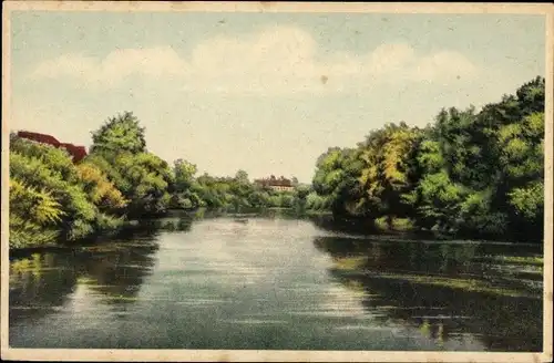 Ak Dessau, Mulde, Bäume