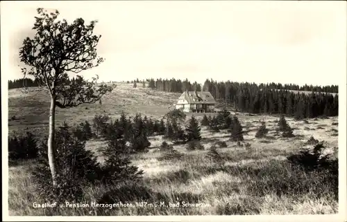 Ak Bernau im Schwarzwald, Herzogenhorn, Gasthof