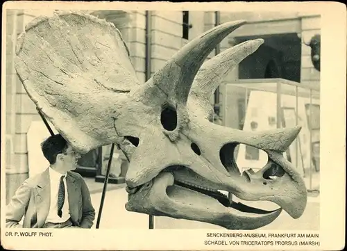 Ak Frankfurt am Main, Senckenberg Museums, Schädel von Triceratops Prorsus