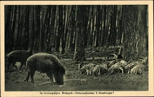 Ak Mudau im Odenwald Baden, Leiningischer Wildpark, Wildschweine