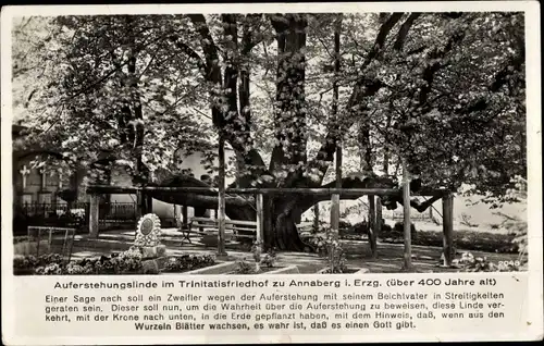Ak Annaberg Buchholz Erzgebirge, Auferstehungslinde im Trinitatisfriedhof