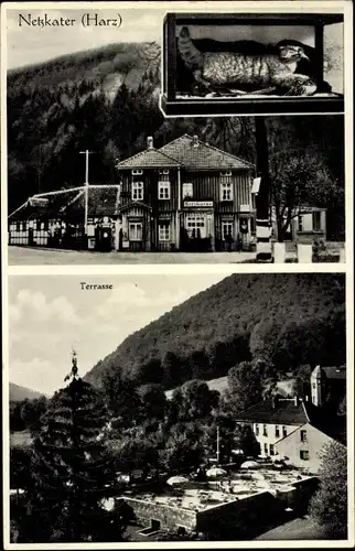 Ak Netzkater Ilfeld am Harz Thüringen, Terrasse