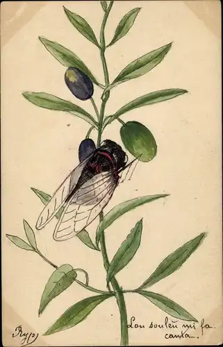 Ak Fliege auf einem Olivenzweig