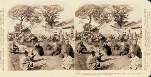 Stereo Foto Beijing Peking China, Kamel Halteplatz