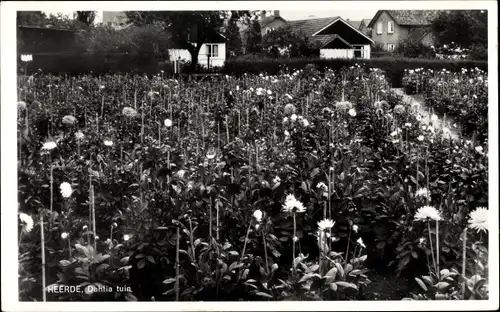 Ak Kudde Gelderland Niederlande, Dahliengarten