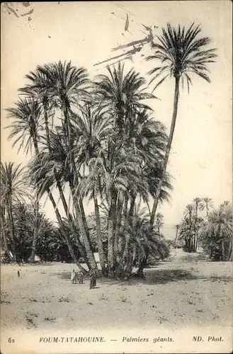 Ak Foum Tatahouine Tataouine Tunesien, riesige Palmen