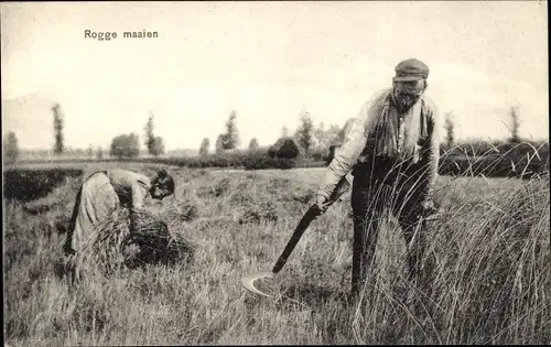 Ak Niederlande, Bauern bei der Ernte, Sichel