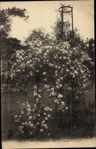 Ak Paris XVI, Bois de Boulogne, Der Rosengarten von Bagatelle