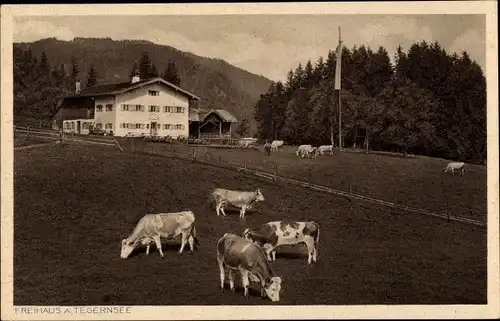 Ak Bad Wiessee in Oberbayern, Freihaus Brenner, Kühe