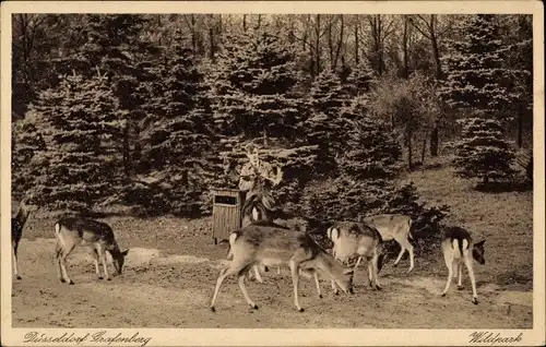 Ak Grafenberg Düsseldorf am Rhein, Wildpark, Rehe