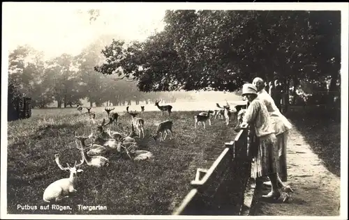 Ak Putbus auf der Insel Rügen, Tiergarten, Wildgehege