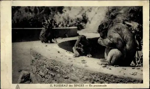 Ak Algerier, Ruisseau des Singes, auf einem Spaziergang