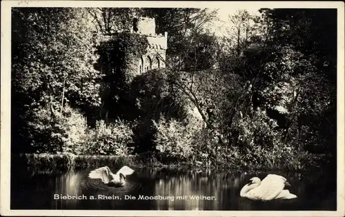 Ak Biebrich am Rhein Wiesbaden, Moosburg, Weiher, Schwäne