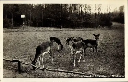 Ak Grafenberg Düsseldorf am Rhein, Wildpark, Rotwild