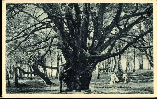 Ak Stubbenkammer Sassnitz auf Rügen, Herthabuche