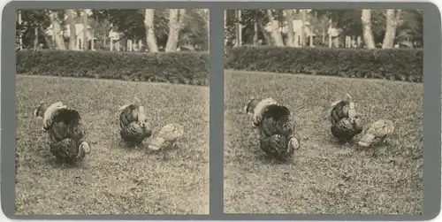 Sterero Foto Truthahn, Puten auf einer Wiese, 1928