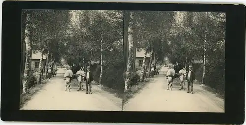 Stereo Foto Montsauche-les-Settons Nièvre, Straßenpartie, Rinderkarren