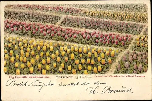 Ak Haarlem Nordholland Niederlande, Tulpenfeld