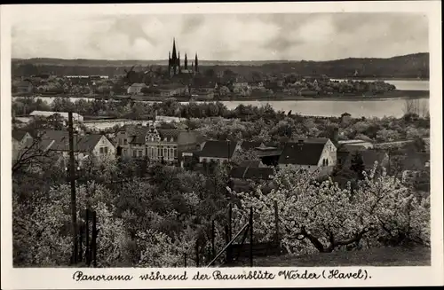 Ak Werder an der Havel, Panorama während der Baumblüte