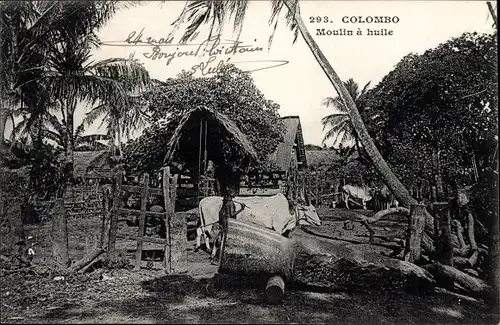 Ak Colombo Ceylon Sri Lanka, Ölmühle, Arbeitsochsen