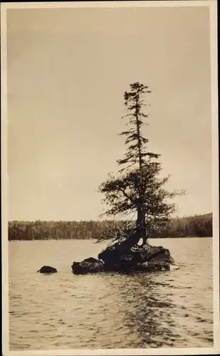 Ak Lake Linden Michigan USA, Teilansicht, Baum mitten im See