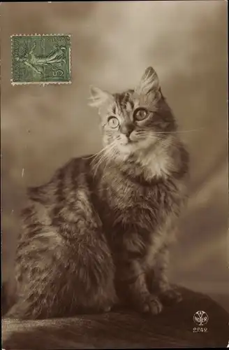 Ak Sitzende getigerte Katze, Tierportrait