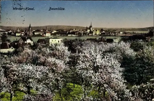 Ak Werder an der Havel, Panorama zur Baumblüte