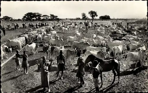 Ak Senegal, Rinderfarm, Hirten