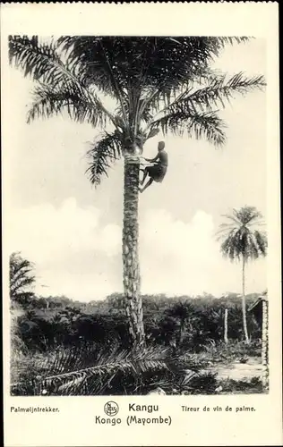 Ak Kangu Mayombe DR Kongo Zaire, Palmenkletterer