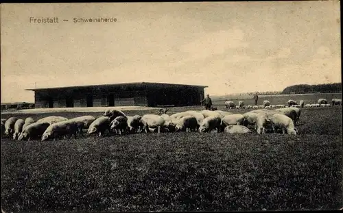 Ak Freistatt in Niedersachsen, Schweineherde