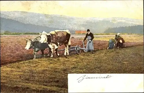 Ak Zinnwald Georgenfeld Altenberg im Erzgebirge, Bauer, Ochsengespann